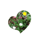 チューリップ草花植物生物自然菜の花ツツジ（個別スタンプ：19）