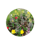 チューリップ草花植物生物自然菜の花ツツジ（個別スタンプ：20）