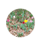 チューリップ草花植物生物自然菜の花ツツジ（個別スタンプ：22）