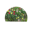 チューリップ草花植物生物自然菜の花ツツジ（個別スタンプ：25）