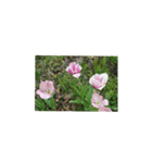 チューリップ草花植物生物自然菜の花ツツジ（個別スタンプ：26）