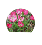 チューリップ草花植物生物自然菜の花ツツジ（個別スタンプ：27）