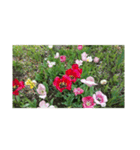 チューリップ草花植物生物自然菜の花ツツジ（個別スタンプ：28）