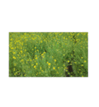チューリップ草花植物生物自然菜の花ツツジ（個別スタンプ：29）