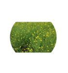 チューリップ草花植物生物自然菜の花ツツジ（個別スタンプ：30）