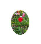 チューリップ草花植物生物自然菜の花ツツジ（個別スタンプ：31）