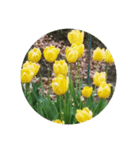 チューリップ草花植物生物自然菜の花ツツジ（個別スタンプ：32）