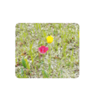 チューリップ草花植物生物自然菜の花ツツジ（個別スタンプ：33）