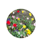 チューリップ草花植物生物自然菜の花ツツジ（個別スタンプ：36）