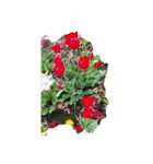 チューリップ草花植物生物自然菜の花ツツジ（個別スタンプ：37）