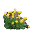 チューリップ草花植物生物自然菜の花ツツジ（個別スタンプ：40）