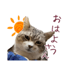 保護猫ラムの写真スタンプ Ver関西弁（個別スタンプ：1）