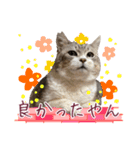 保護猫ラムの写真スタンプ Ver関西弁（個別スタンプ：2）
