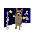 保護猫ラムの写真スタンプ Ver関西弁（個別スタンプ：3）