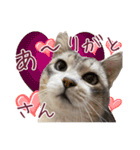 保護猫ラムの写真スタンプ Ver関西弁（個別スタンプ：4）