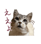保護猫ラムの写真スタンプ Ver関西弁（個別スタンプ：5）