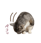 保護猫ラムの写真スタンプ Ver関西弁（個別スタンプ：6）