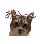 保護猫ラムの写真スタンプ Ver関西弁（個別スタンプ：8）