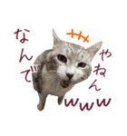 保護猫ラムの写真スタンプ Ver関西弁（個別スタンプ：9）