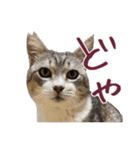 保護猫ラムの写真スタンプ Ver関西弁（個別スタンプ：10）