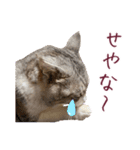 保護猫ラムの写真スタンプ Ver関西弁（個別スタンプ：11）