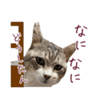 保護猫ラムの写真スタンプ Ver関西弁（個別スタンプ：12）