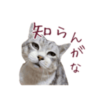 保護猫ラムの写真スタンプ Ver関西弁（個別スタンプ：13）