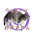 保護猫ラムの写真スタンプ Ver関西弁（個別スタンプ：14）