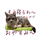 保護猫ラムの写真スタンプ Ver関西弁（個別スタンプ：15）