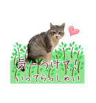 保護猫ラムの写真スタンプ Ver関西弁（個別スタンプ：16）