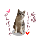 保護猫ラムの写真スタンプ Ver関西弁（個別スタンプ：17）