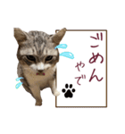 保護猫ラムの写真スタンプ Ver関西弁（個別スタンプ：18）
