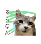 保護猫ラムの写真スタンプ Ver関西弁（個別スタンプ：19）