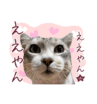 保護猫ラムの写真スタンプ Ver関西弁（個別スタンプ：21）