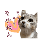 保護猫ラムの写真スタンプ Ver関西弁（個別スタンプ：22）