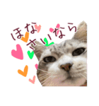 保護猫ラムの写真スタンプ Ver関西弁（個別スタンプ：23）