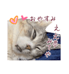 保護猫ラムの写真スタンプ Ver関西弁（個別スタンプ：24）