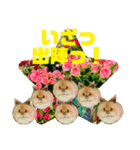 まさむね＆オスカル様（個別スタンプ：13）
