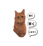 ねこすたんプ2（個別スタンプ：1）