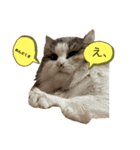 ねこすたんプ2（個別スタンプ：8）