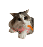 ねこすたんプ2（個別スタンプ：10）