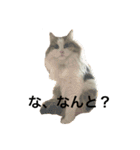 ねこすたんプ2（個別スタンプ：11）
