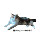 ねこすたんプ2（個別スタンプ：12）