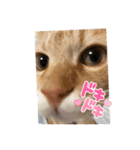 ねこすたんプ2（個別スタンプ：22）