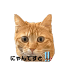 ねこすたんプ2（個別スタンプ：24）