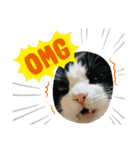 キャットmaiLOVE（個別スタンプ：3）