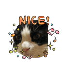 キャットmaiLOVE（個別スタンプ：10）