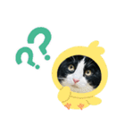 キャットmaiLOVE（個別スタンプ：12）