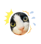 キャットmaiLOVE（個別スタンプ：14）