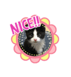 キャットmaiLOVE（個別スタンプ：15）